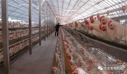 華全燃氣發電機組深受畜牧養殖業喜愛，竟是因為這！